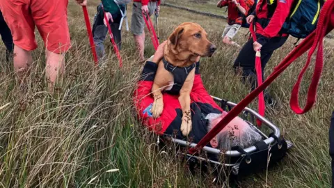 Kendal MSRT A group of mountain rescue volunteers carry a man and his dog on a stretcher across long grass. The volunteers are wearing bright orange and red clothing and have large rucksacks and protective equipment. The dog has its paws laid on the man who is laid flat on his back on the stretcher.