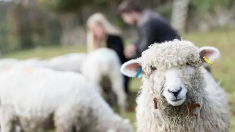 Dartmoor Shepherd Sheep