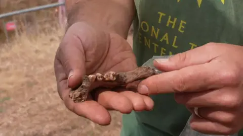 A bone with teeth being held by two hands of a person wearing a green top.