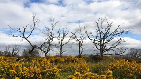 Caroline Jones Trees with bare branches below a cloudy sky