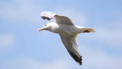 A seagull flying against a blue sky.