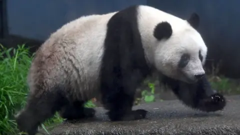 Getty Images Shin Shin the panda