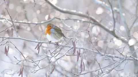 PA Media A robin, with an orange chest perches on an icy tree.