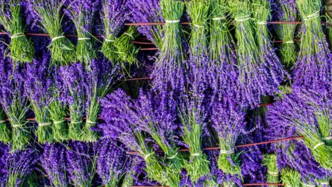 Castle Farm Lavender flowers in bunches 