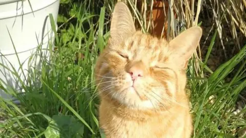 Claire Cannell Trevor the cat