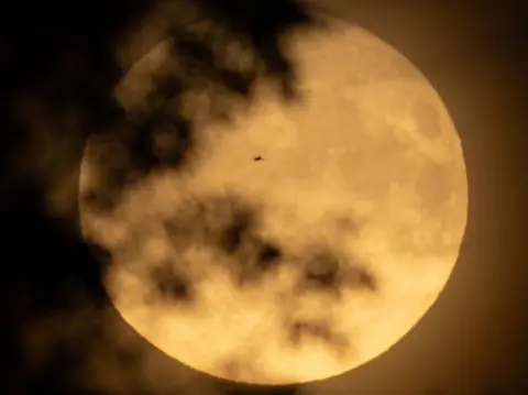 Nick Alexander A moon with shadowy leaves in the foreground