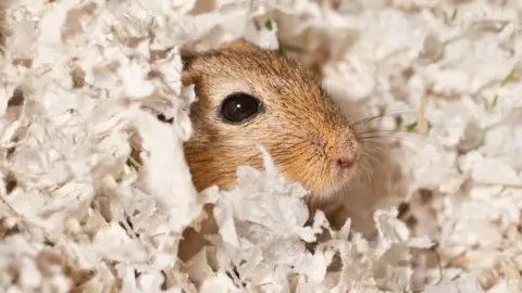 Getty Images The gerbil was "thankfully still alive but very hungry"