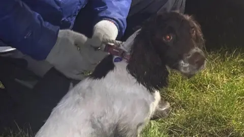 Kimmeridge Coastguard A brown and white spaniel sitting on grass looking at the camera while being held on a lead