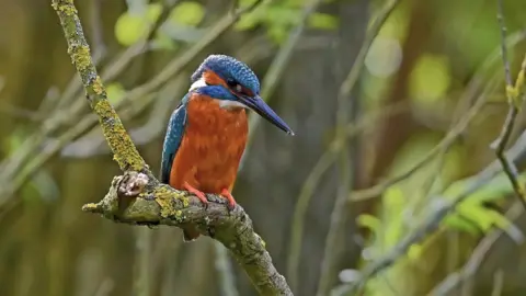 Zachery Osbourne  Kingfisher