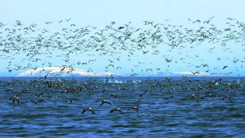 Silverback/Netflix Our Planet