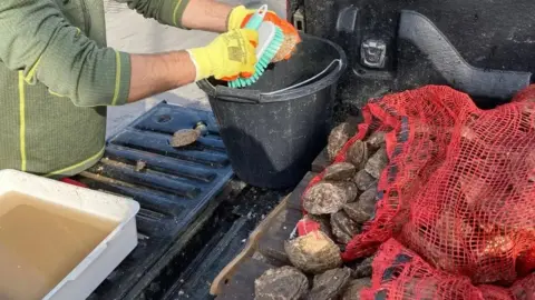 A fisherman scrubs an oyster just above a black bucket. He is wearing yellow gloves. On the right, a red bag is filled with oysters. On the left, there is a bucket filled with dirty water from the oysters.