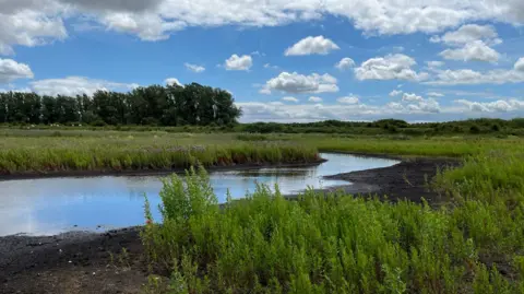 Shaun Whitmore/BBC A landscape of scrubby plants on either side of a meandering waterway with a row of trees behind and cloud-studded blue sky above