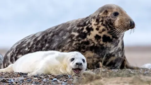 A white seal pup at Blakeney Point with two other adult seals around it.