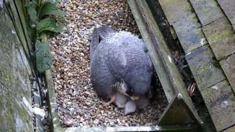 A peregrine falcon sits on her chicks after one of her brood died. The nest is covered in pebbles. 
