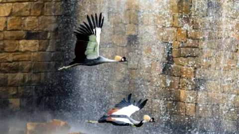 Marlon Bonilla A pair of large cranes fly by a cascading waterfall. The birds have black chests and large white wings with black and brown edges, and large yellow crests on their black heads.