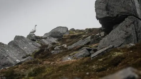 Paul Noble/SAIS Southern Cairngorms Ptarmigan