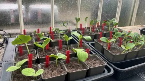 BBC Close up shot of broad bean seedlings in pots on trays in a greenhouse