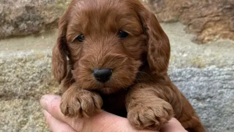 Nellie the cockapoo puppy is so small she fits into a person's hand. She has brown fur, a black button nose and a calm expression.