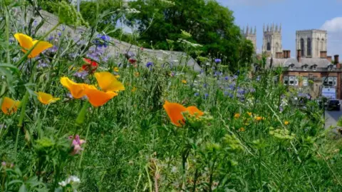 Wildflowers and grass on York's Station Rise embankment with York Minster in the background