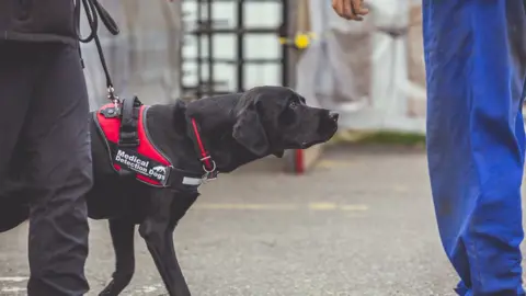 MDD/Neil Pollock Medical Detection Dog