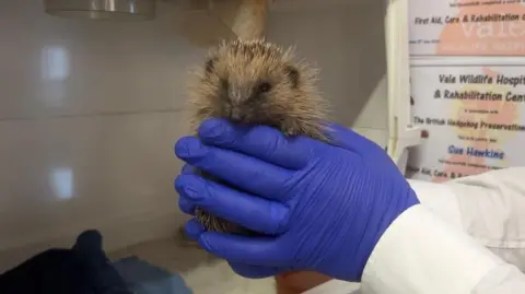 A hedgehog being held with someone wearing blue gloves, the hedgehog is looking straight ahead