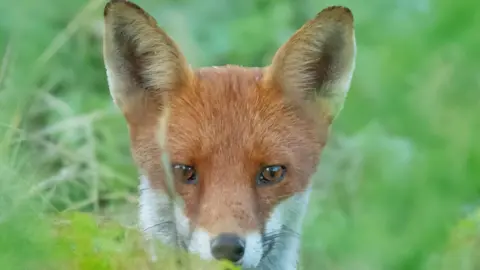 Natasha Roberts A vixen hiding in the long green grass. The vixen has bright orange fur and hazel eyes. The vixen is staring directly into the camera. 