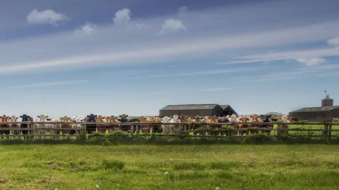 Getty Images Cows in a field