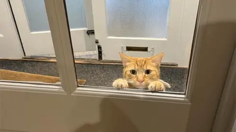 Diane Maher Ginger Tom, peanut the cat, seen peering through the door to the pub