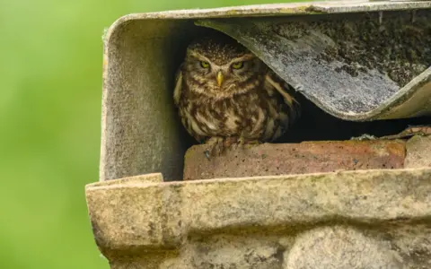 Andew Mason A little owl is seen crouching beneath a corrugated roof and brickwork