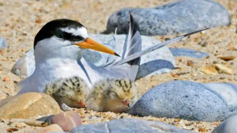 An adult little tern lying on a beach next to two small chicks. The adult is white with a black head and orange beak. The chicks are yellow, the same colour as the sand they are lying in, with black speckles.