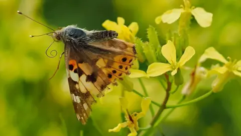 Iain Turner A painted lady butterfly rests on a yellow flower. The butterfly has a curled antenna and brightly coloured and patterned wings of oranges, browns and yellows. There is a greenery out of focus beyond the butterfly.