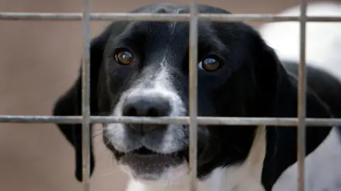 A black and white dog looking at the camera through a grated fence.