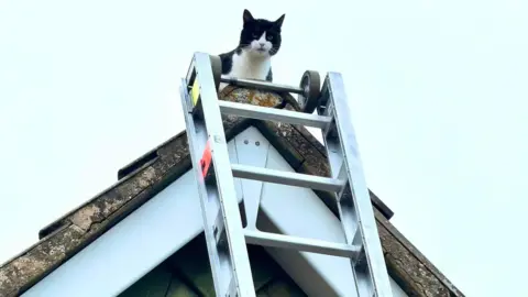 Maldon Fire Station A black and white cat sits on top of the ridge of a tiled house roof top. A ladder leads to the top of the roof.