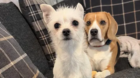 RSPCA Wiltshire Mid Branch Small white dog with a brown beagle behind her on a grey checked sofa