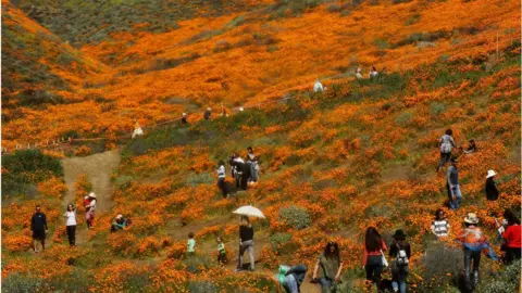 Getty Images Tourists take photos in field of blooms