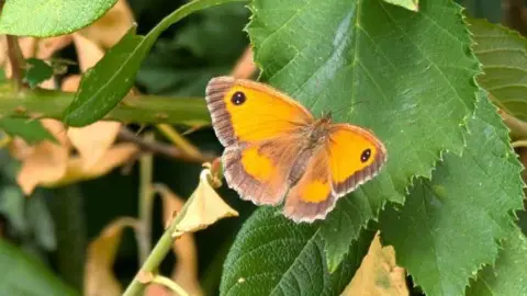 BBC Weather Watchers/LapalRichardStar An orange and brown butterfly sits on a wide green leaf.