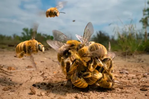 Karine Aigner/WPY Cactus bees