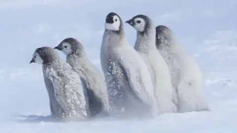 Peter Fretwell Five Emperor penguin chicks huddle in snow and ice