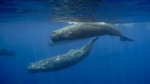 Getty Images Sperm whales in Sri Lanka: Stock image