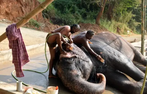 BBC Elephant being bathed