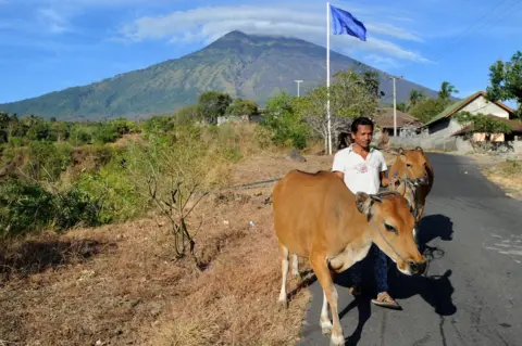 AFP/Getty Images A farmer moves cattle from his land in the Kubu subdistrict of Karangasem Regency on the Indonesian resort island of Bali on 26 September 2017, as Mount Agung volcano looms in the background.