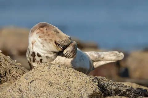 Martina Novotna A grey seal looking as though it is laughing