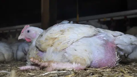 Animal Equality UK Inside shed at one of the farms investigated