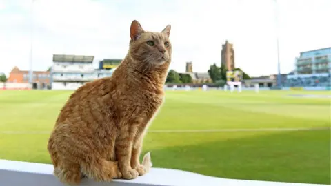 Somerset County Cricket Club Brian the cat