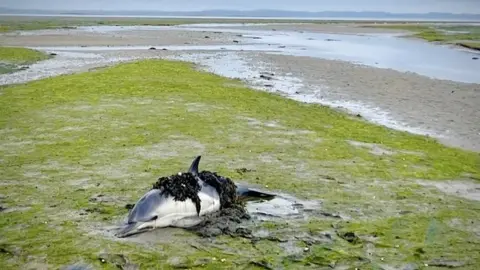 Helen Beattie The stranded dolphin