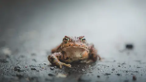 Getty Images Stock image of a frog