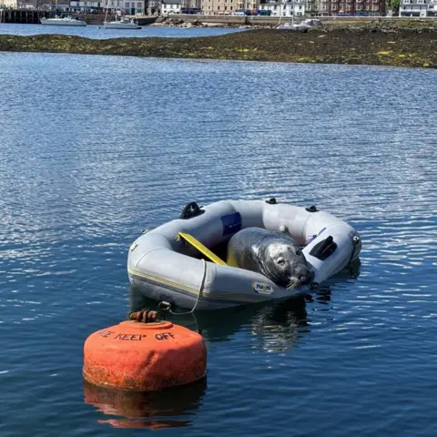 Howard Fisher A seal in a grey dinghy on water, next to an orange buoy which says 'KEEP OFF', with houses in the distance.
