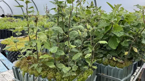 BBC Wild service tree saplings in a polytunnel