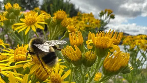 EmmaH Dozens of bright yellow ragwort flowers, some open, some closed fill this picture. A black and gold bumblbee is searching through the blooms for nectar. There is a small corner of the picture where clouds and blue skies can just be seen.