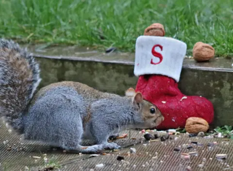 BBC Weather Watchers/Cathyvee A squirrel on paving stones, surrounded by nut shell fragments. Behind, a red Christmas stocking marked "S" sits by a border stone, with walnuts placed around it.